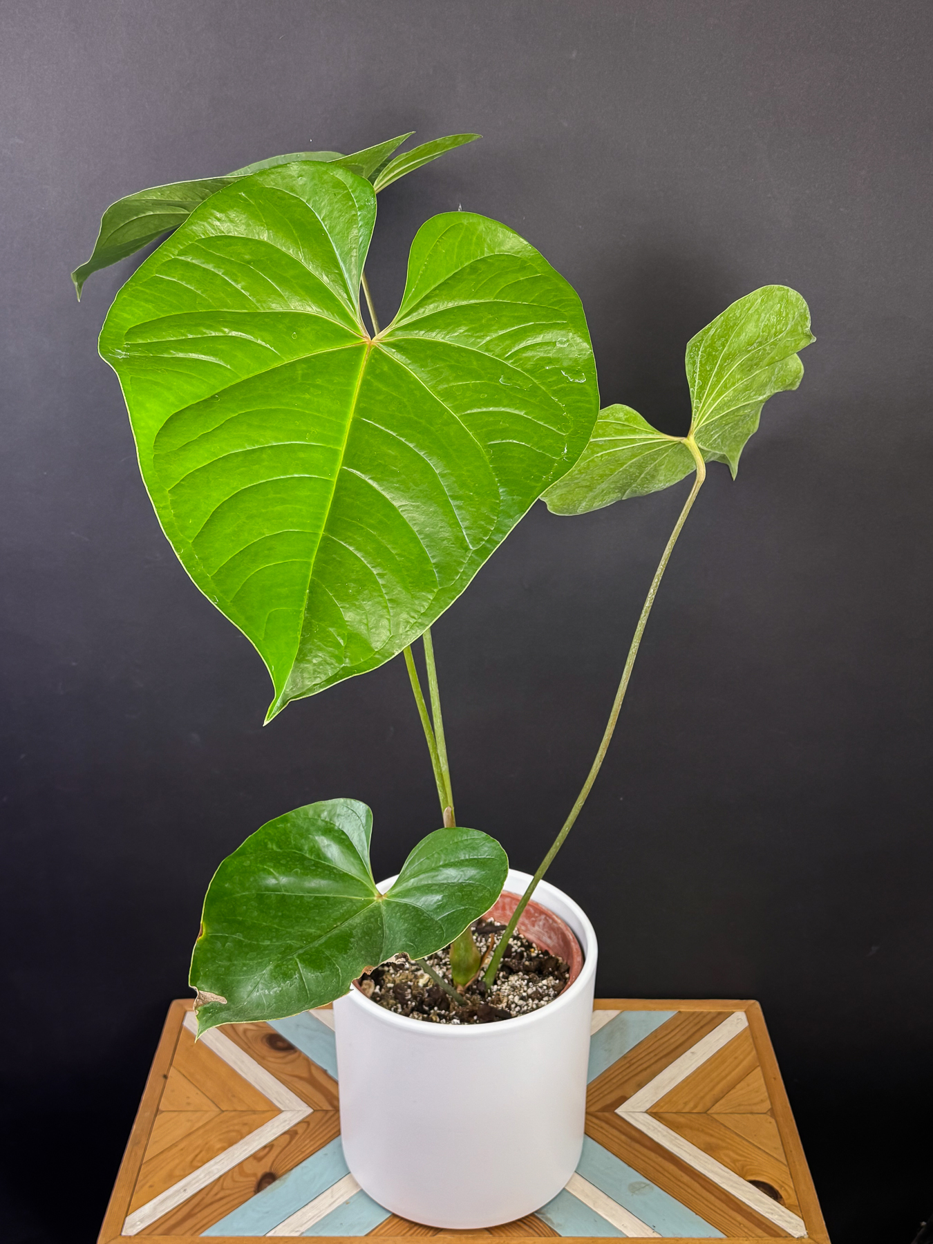anthurium-nymphaefolium-giganteum-3-1.jpg